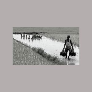 All India Agriculture Companies